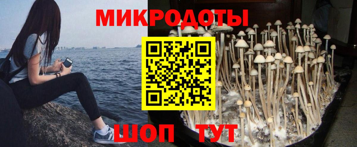 Галлюциногенные грибы Psilocybe Кудрово